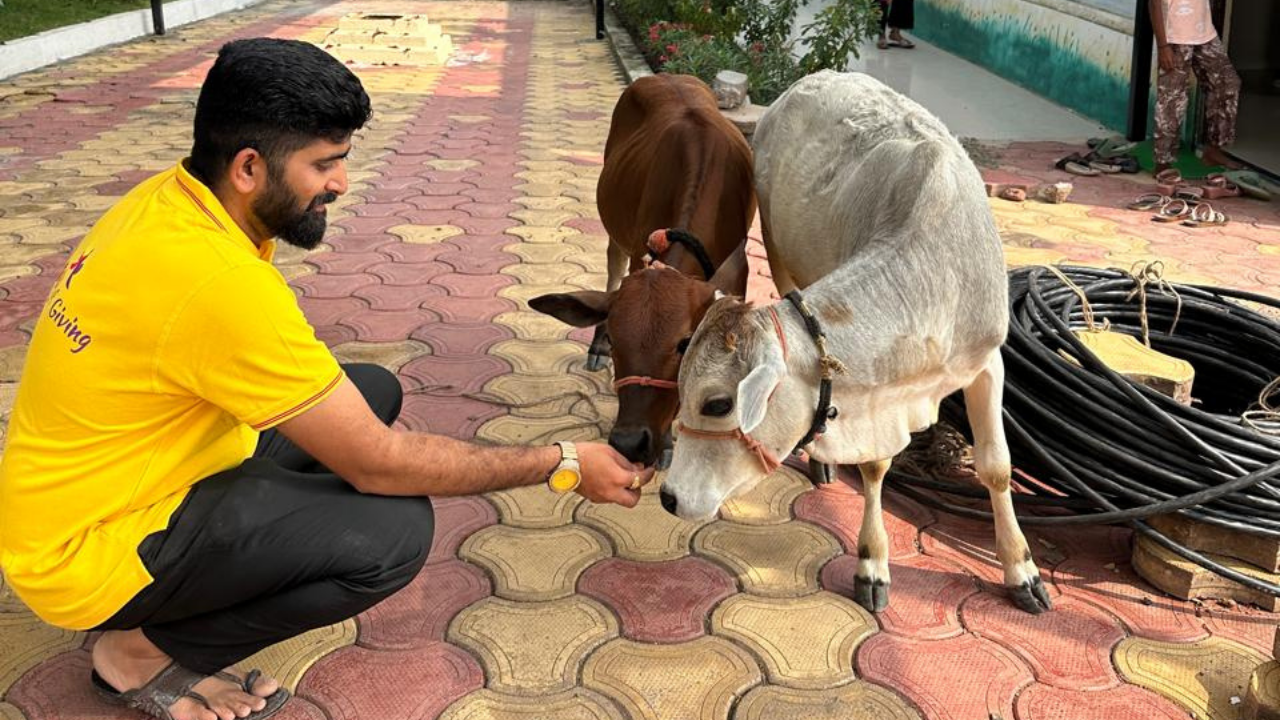 Compassionate Care for Stray Cows