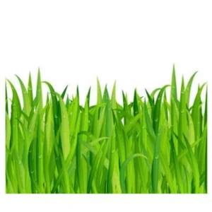 Fresh Green Grass