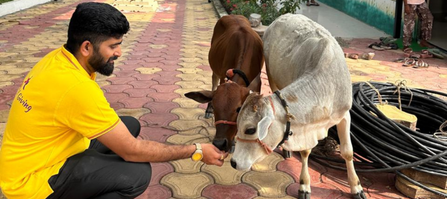 Gau Seva Donation in India