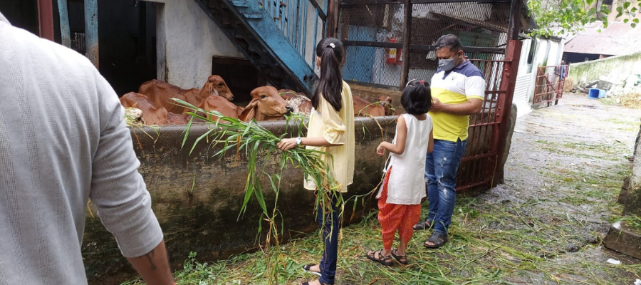 Gau Seva Donation in India