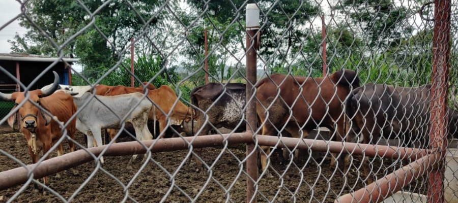 Gau Seva Donation in India