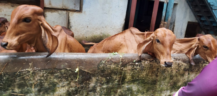 Gau Seva Donation in India